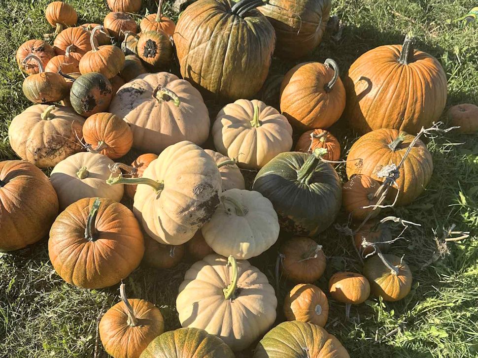 Various pumpkins of different sizes growing in a pumpkin patch.